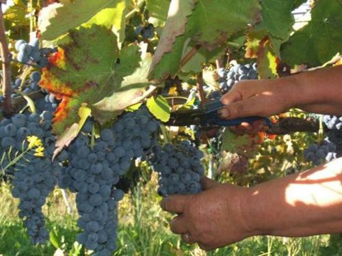 Agroturismo Agritursmo Montesalerno