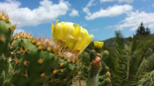 Bed & Breakfast La Suite Di Segesta