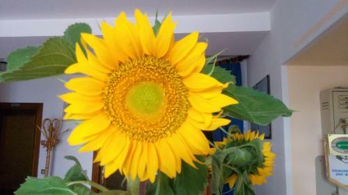 Hotel Albergo Bellaria