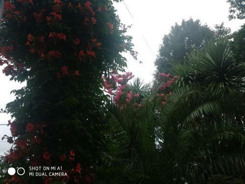 Hostal Giga Guest House