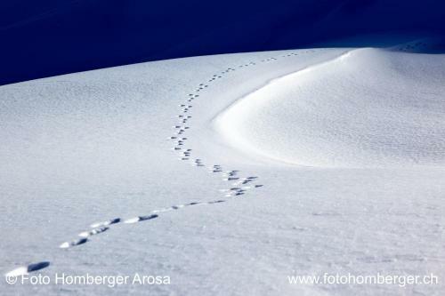 Arosa Vetter Hotel