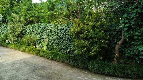Hostal Guesthouse Green Oasis