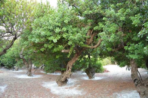 Aparthotel Iro Apartments