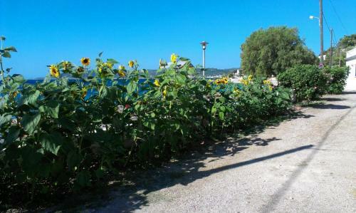 Aparthotel Iro Apartments