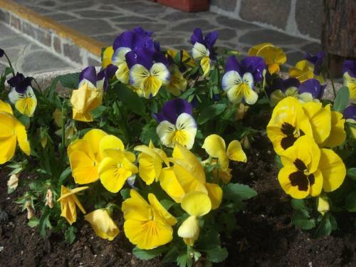 Hotel Albergo Breglia