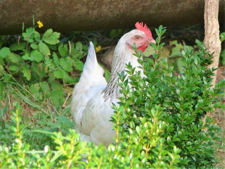 Bed & Breakfast Le Jardin De Saint Jean