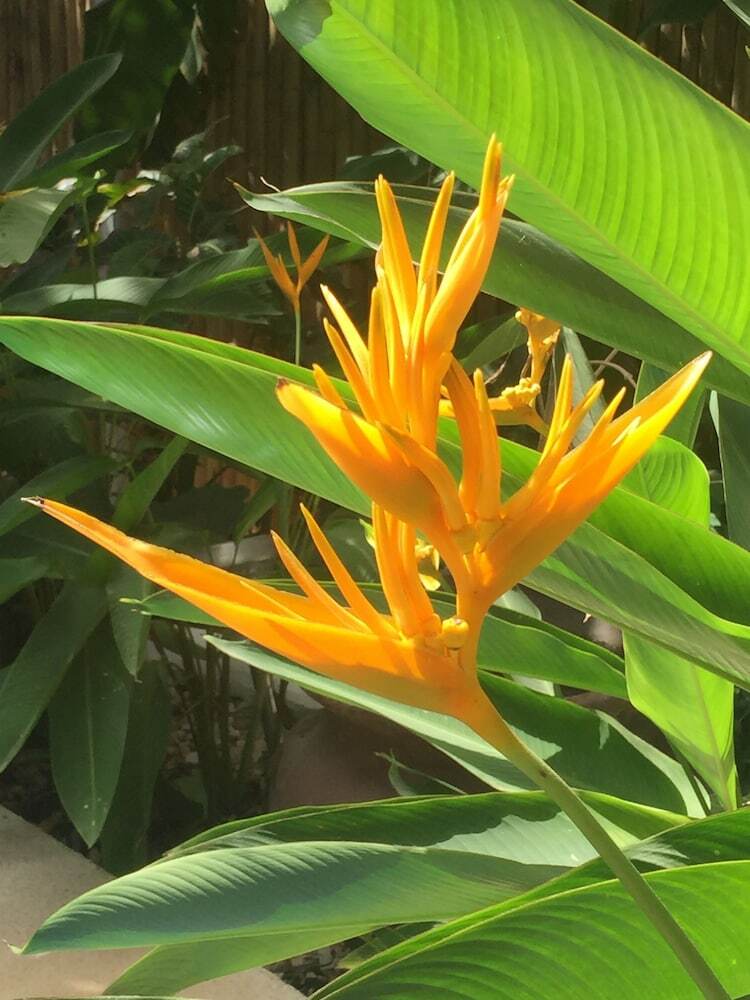 Hotel Gardenia Tamarindo