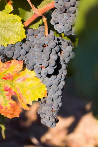 Hotel Allegretto Vineyard Resort Paso Robles