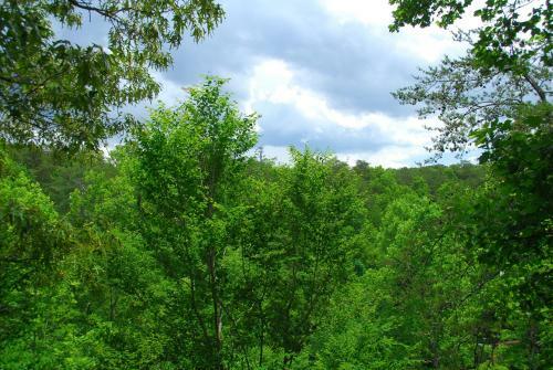 Majestic Forest