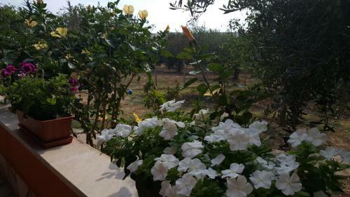 Agroturismo Antico Ulivo