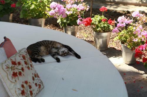 Bed & Breakfast Ha La Bodrum
