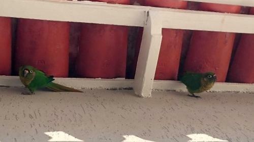 Bed & Breakfast G�vea Bnb