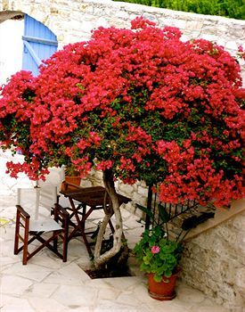 Hotel Traditional Village Houses Skarinou