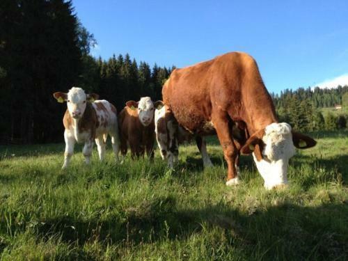 Hostal Gasthof - Pension Linder