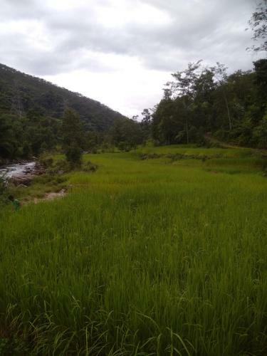 Hotel Bamboo Resort And Atv Park