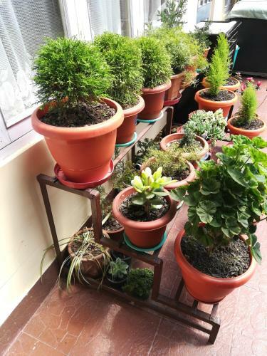 Himshikha Homestay