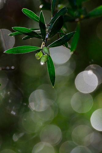Agroturismo Traditional House Koukounara