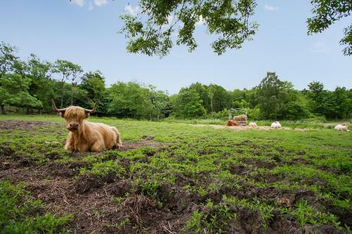 Agroturismo Lehnsgaard Ranch