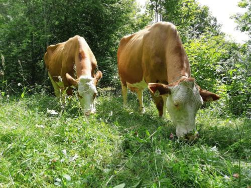 Agroturismo Hansenhof