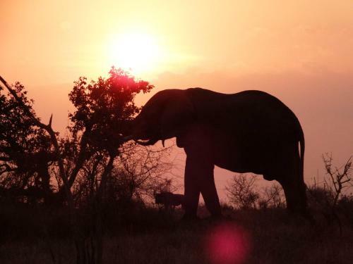 Lodge Kruger Wielewaal Restcamp