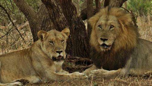 Lodge Kruger Wielewaal Restcamp