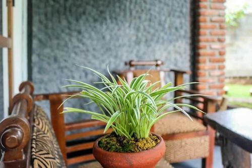 Bed & Breakfast Green Cottage