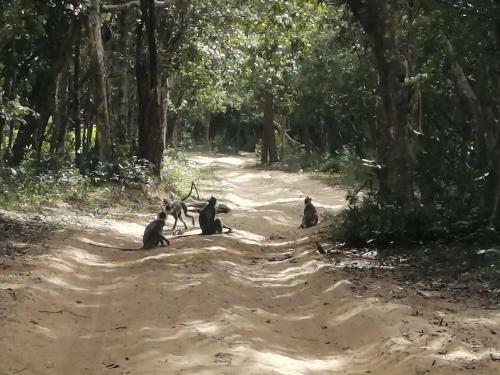 Bed & Breakfast Green Cottage