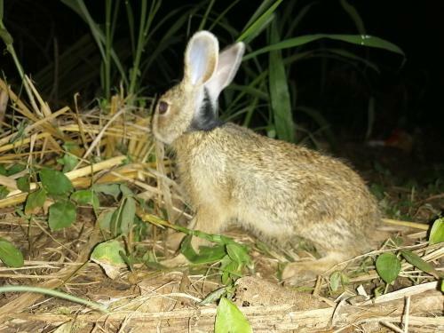 Bed & Breakfast Green Cottage