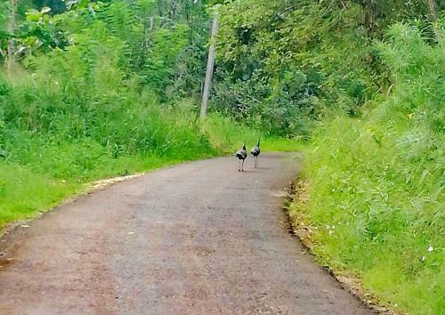 Bed & Breakfast Green Cottage