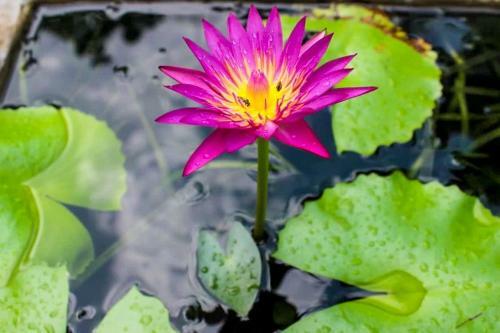 Bed & Breakfast Green Cottage