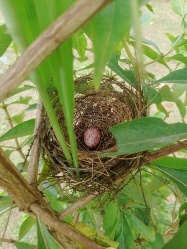 Bed & Breakfast Green Cottage