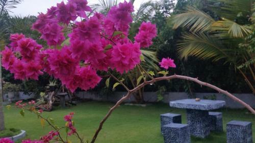 Hotel Dhammika Magic Palace
