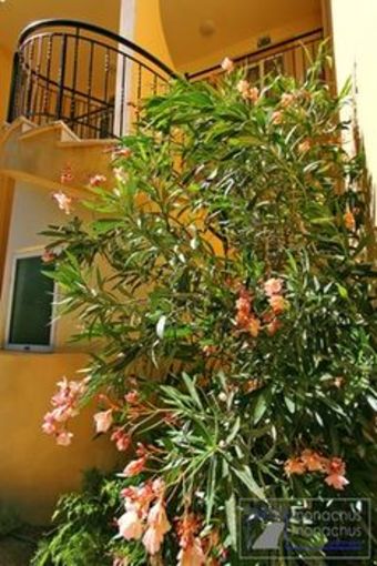 Apartamento Monachus Monachus