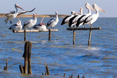 Hostal Coorong Cabins