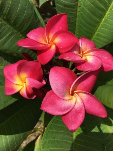 The Frangipani Farm