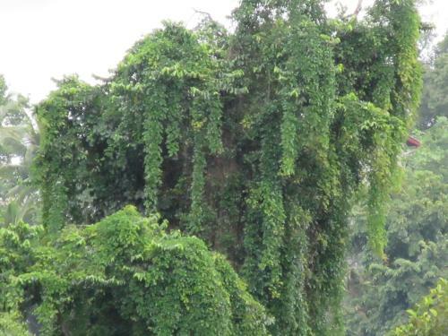 Hotel Nature Walk Resort