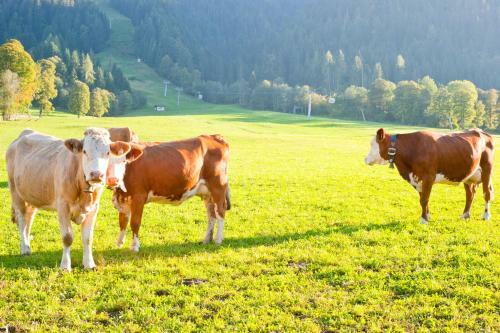 Agroturismo Hartlhof