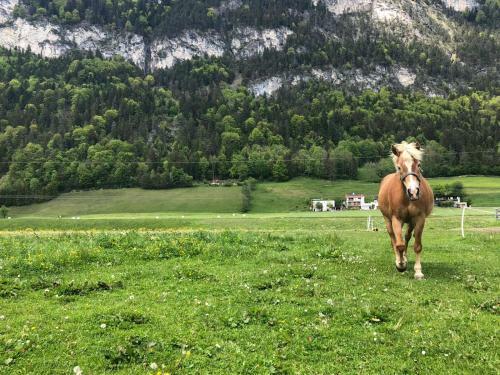 Agroturismo Haflingerhof