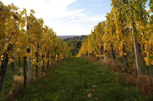 Weinbau Winzerzimmer Veronika Und Alfred Kl�ckl