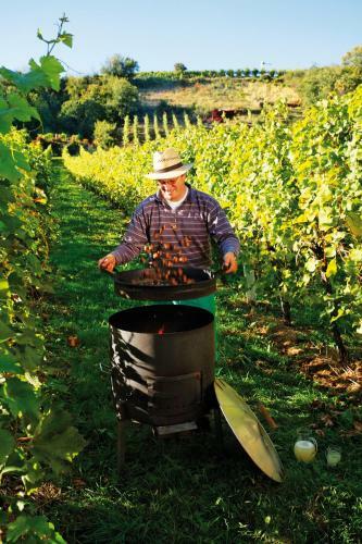 Weinbau Winzerzimmer Veronika Und Alfred Kl�ckl