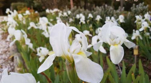 Barossa Glen ~ Henri's Cottage ~ Bed & Breakfast