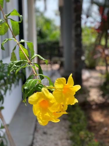 Villa Palm Coast Luxury Rentals