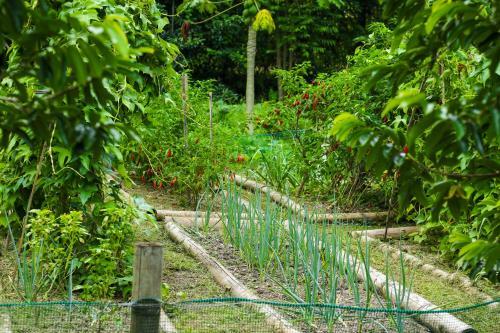 Lodge Madreselva (jungle Bungalows)