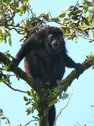 Buena Onda Jungle Lodge