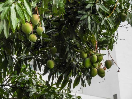 Albergue Casa Jardin Del Mango