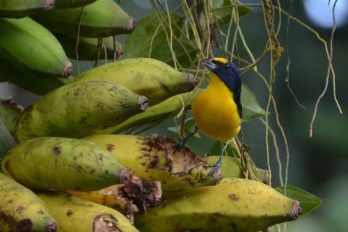 Bed & Breakfast Posada R�o Celeste La Amistad