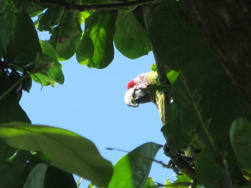 Bed & Breakfast Gecko De Tortuguero