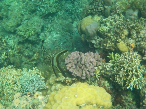 Bed & Breakfast Sea Turtle House Moalboal