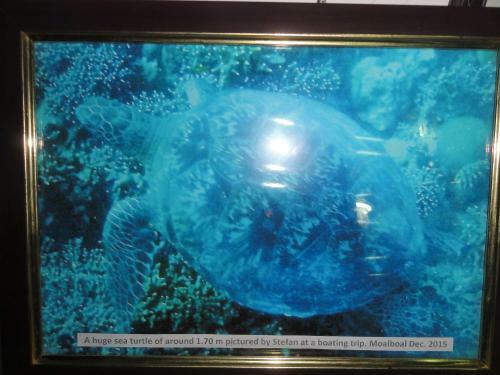 Bed & Breakfast Sea Turtle House Moalboal