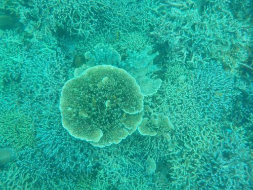 Bed & Breakfast Sea Turtle House Moalboal
